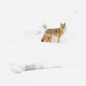 Coyote On The White Snow Wallpaper