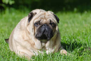 Cozy And Chunky – Cute Overweight Dog Lounging On A Sofa Wallpaper