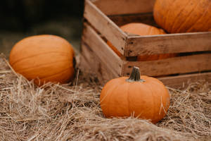 Cozy Autumn Pumpkins In Barn Wallpaper