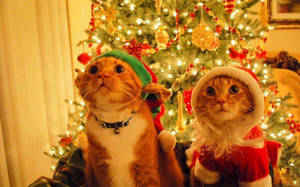 Cozy Christmas Aesthetic Cats Wallpaper