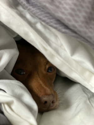 Cozy Dog Peeking From Blankets Wallpaper