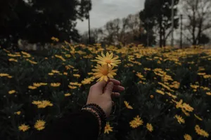 Cozy Garden In Yellow Aesthetic Flower Desktop Wallpaper