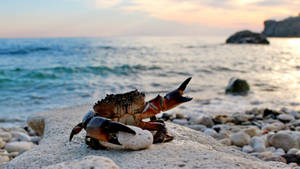 Crab Holding A Rock Wallpaper