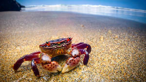 Crab With Black Spots Wallpaper