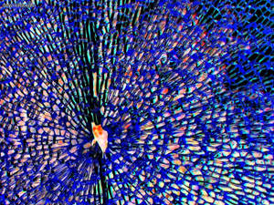 Cracked Screen Digital Art Wallpaper