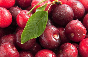 Cranberries: A Healthy Superfood Wallpaper