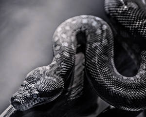 Crawling Spotted Snake Wallpaper