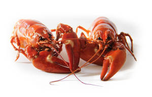 Crayfish Seafood On White Surface Wallpaper