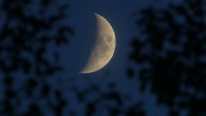 Crescent Moon Over Leaves In Moonlight Wallpaper