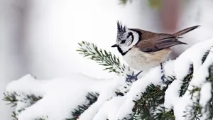 Crested Titmousein Snowy Setting.jpg Wallpaper