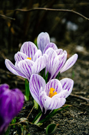 Crocus Vernus Flower Android Wallpaper