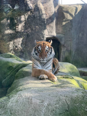 Cross Legs Tiger Iphone Wallpaper