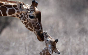 Cuddling Mother Giraffe And Cub Wallpaper