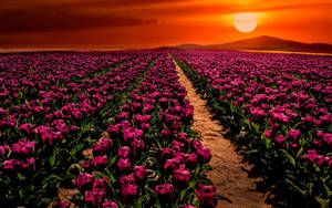 Cumra Konya Lily Field Wallpaper