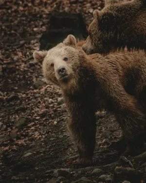 Curious Bear Cubin Wilderness.jpg Wallpaper