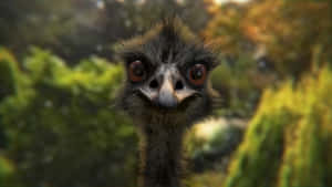 Curious Emu Close Up Wallpaper