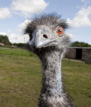 Curious Emu Close Up Wallpaper