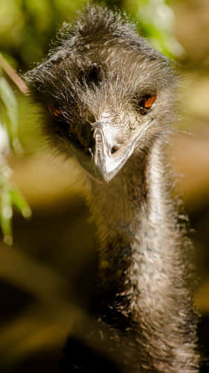 Curious Emu Portrait Wallpaper