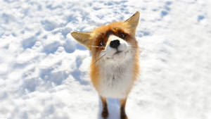 Curious Fox On Snow Wallpaper
