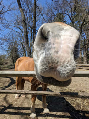 Curious Horse Up Close.jpg Wallpaper