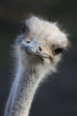 Curious Ostrich Portrait Wallpaper