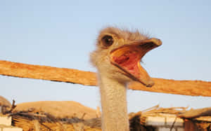 Curious Ostrich Up Close.jpg Wallpaper