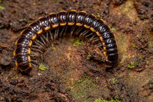 Curled Small Long-flange Millipede Wallpaper