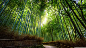 Curvy Bamboo Forest Way Wallpaper