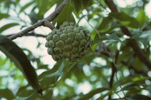 Custard Apple Hanging On A Branch Wallpaper