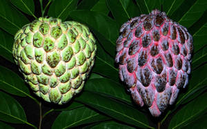 Custard Apples Pale Green And Pink Wallpaper