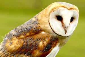 Cute Animal Brown Barn Owl Wallpaper