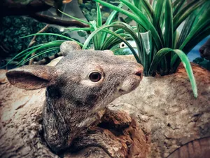 Cute Animal Brown Hare Wallpaper