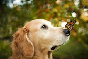 Cute Animal Dog And Butterfly Wallpaper