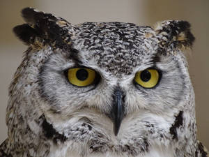 Cute Animal Eurasian Owl Wallpaper