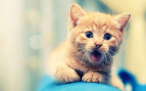 Cute Animal Funny Cat Wallpaper
