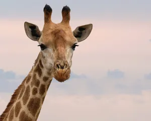 Cute Animal Giraffe Face Wallpaper