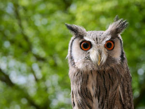 Cute Animal Orange Eyed Owl Wallpaper