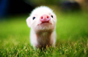 Cute Animal Piglet Wallpaper