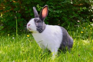 Cute Animal Rabbit In Garden Wallpaper
