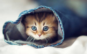 Cute Animal Scottish Fold Cat Wallpaper