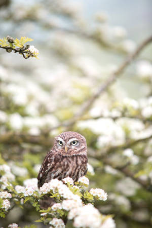 Cute Animal Spring Owl Wallpaper