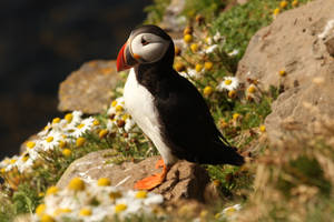 Cute Atlantic Puffin Birds In Nature Wallpaper