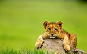 Cute Baby Lion Animal Wallpaper