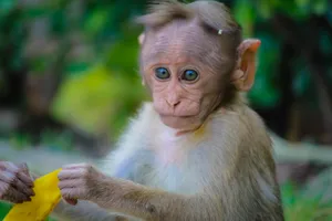 Cute Baby Monkey 4k Wallpaper