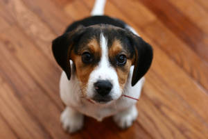 Cute Beagle Puppy Looking Up Wallpaper