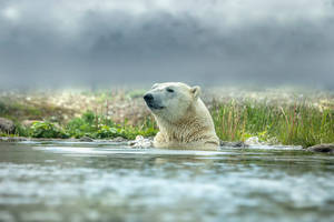 Cute Bear Dipping Wallpaper