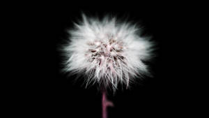 Cute Black Dandelion Flower Wallpaper