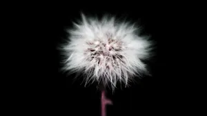 Cute Black Dandelion Flower Wallpaper