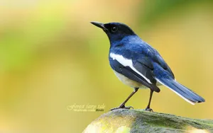 Cute Blue Bird Wallpaper