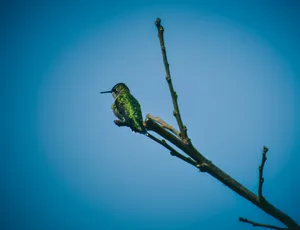 Cute Blue Humming Bird Wallpaper